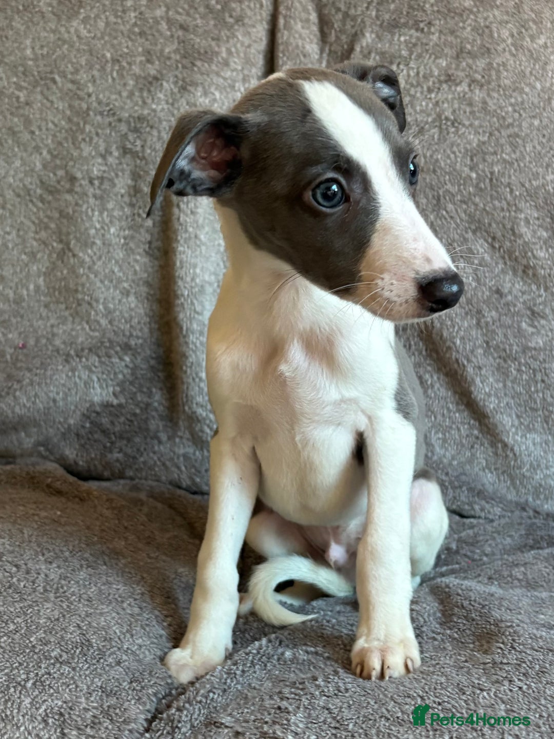 Whippet dogs for sale: 1 Gorgeous KC Reg Whippet Puppy  - Advert 13