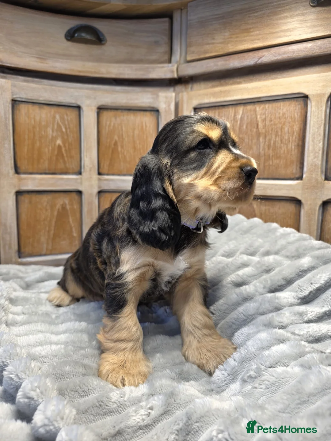 Cocker Spaniel dogs for sale: Show Cocker Spaniels - Advert 7