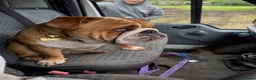 English Bulldog dogs for stud: Stud Dog  - Advert 4