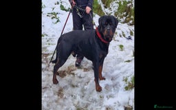 Rottweiler dogs for stud: Rottweiler For Stud - Image 5