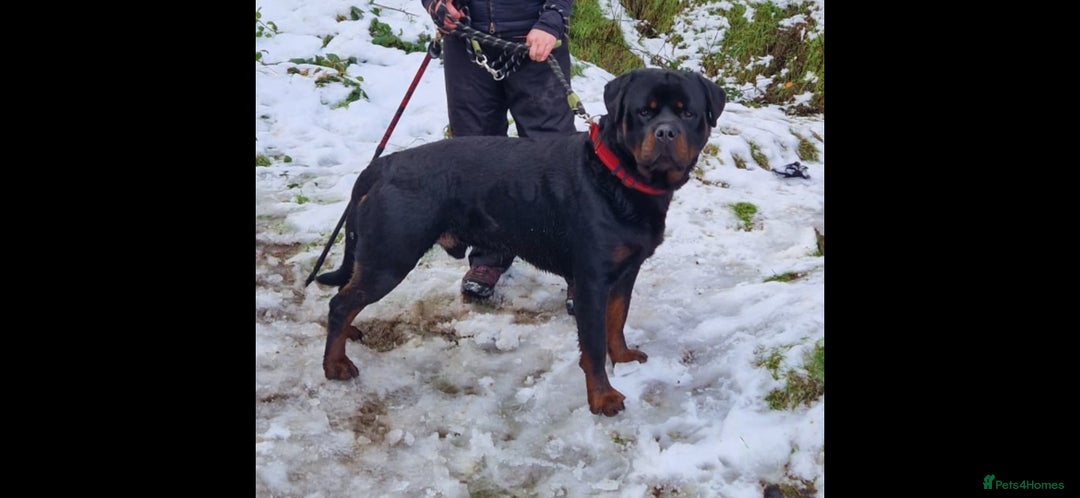 Rottweiler dogs for stud: Rottweiler For Stud - Image 5