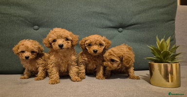 Toy Poodle dogs - Advert 9