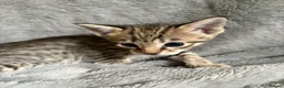 Savannah cats for sale: Beautiful SBT female - Advert 14