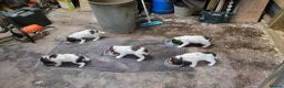 English Springer Spaniel dogs for sale: Stunning Springer pups for sale - Advert 2