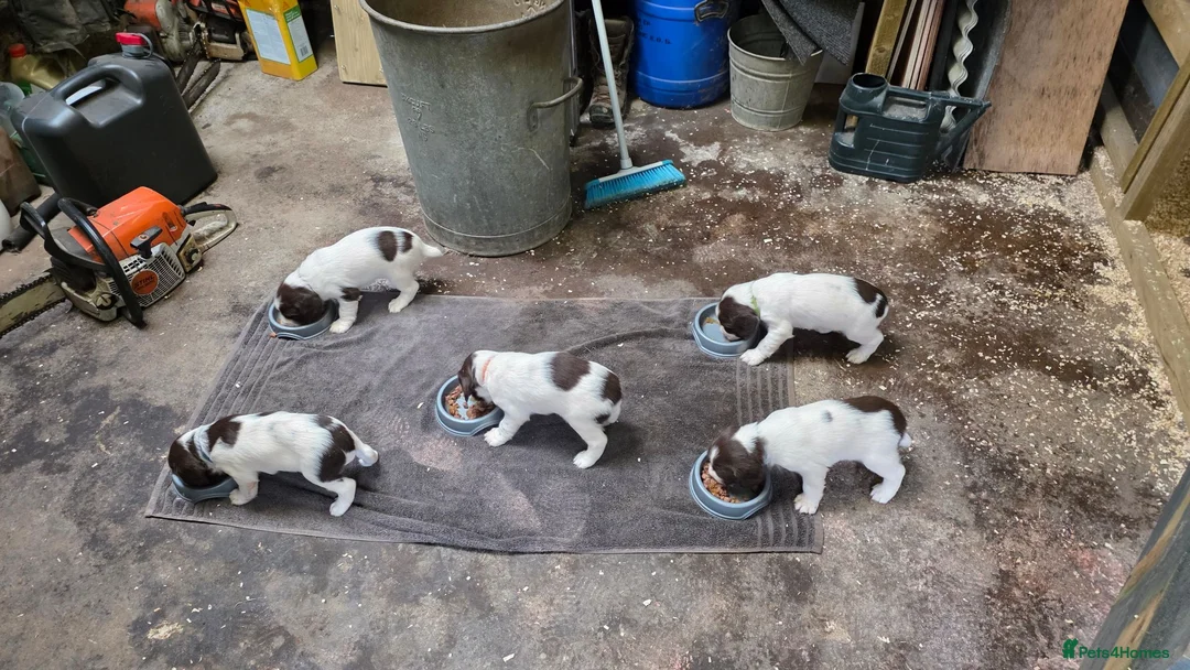 English Springer Spaniel dogs for sale: Stunning Springer pups for sale - Advert 2