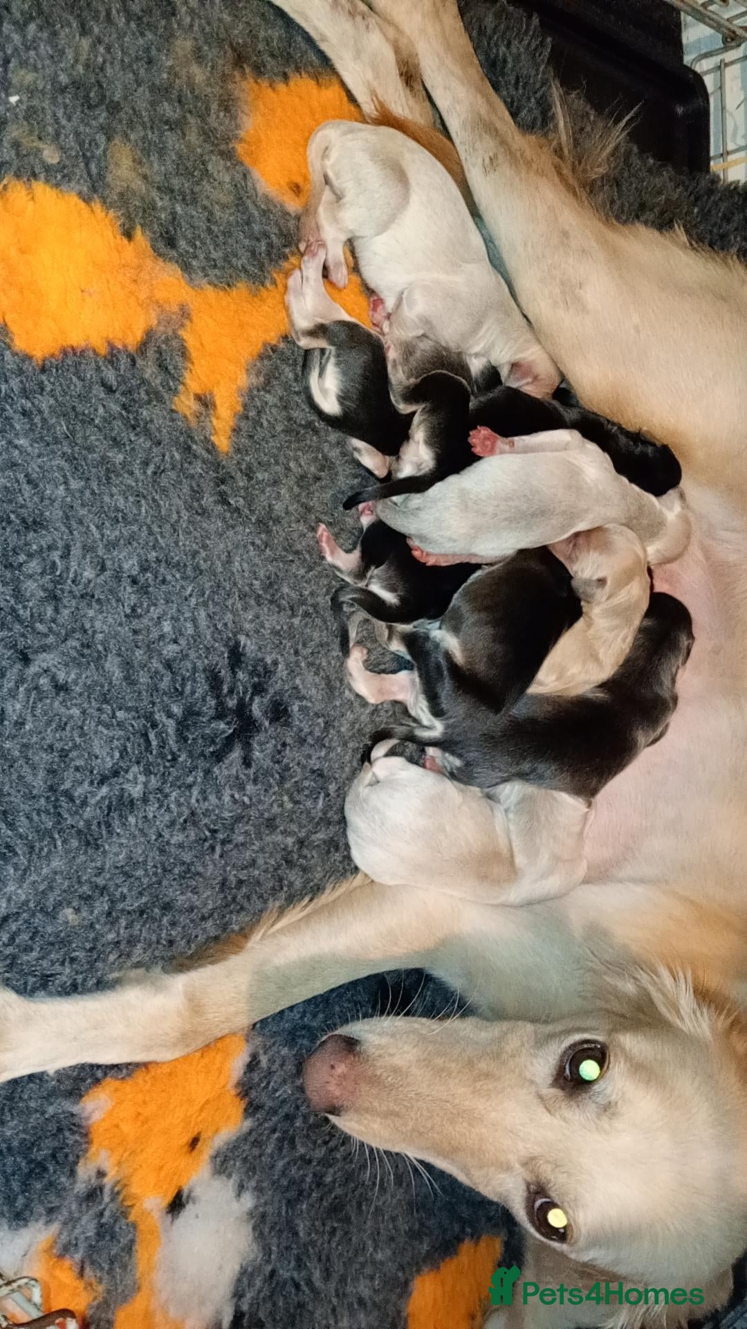 Saluki dogs Saluki Greyhound Puppies - Advert 1