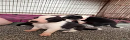Border Collie dogs for sale: 6 amazing pups  - Advert 7