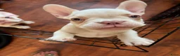 French Bulldog dogs for sale: 2 French bull dog puppies  - Advert 13