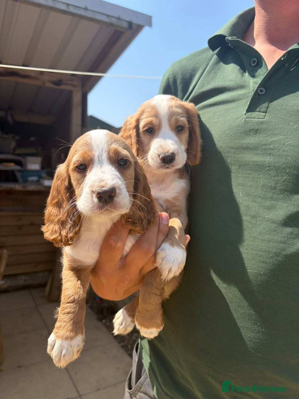 Cocker Spaniel dogs KC Lemon Roan Cocker Spaniel pups - Advert 12