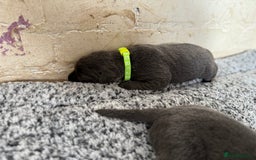 Labrador Retriever dogs for sale: Beautiful silver and charcoal labradors  - Image 17