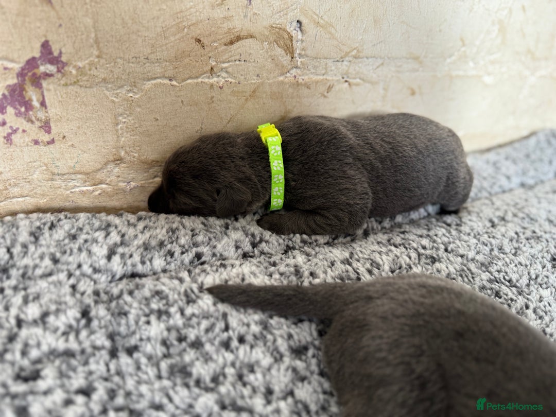 Labrador Retriever dogs for sale: Beautiful silver and charcoal labradors  - Image 17