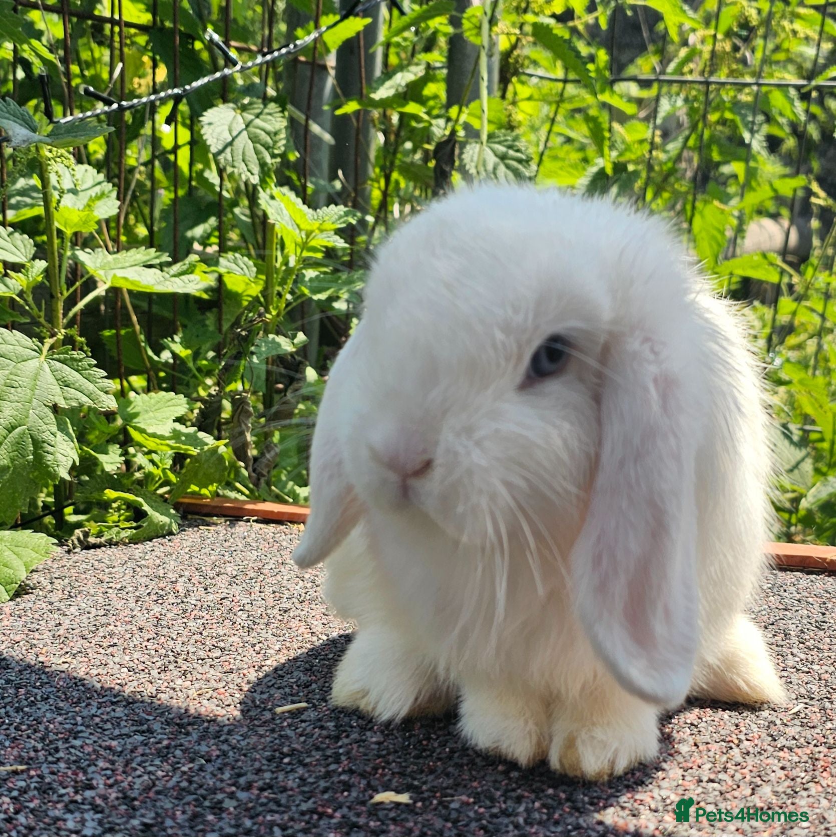 Mini Lop rabbits Vaccinated Miniature Lops - Advert 15