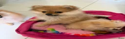 Pomeranian dogs for sale: Miniature Pomeranian  in Basildon - Advert 17