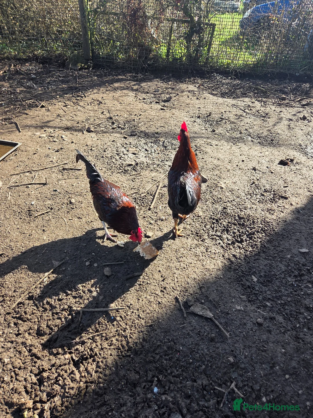Chickens poultry for sale: Cockerells for sale - Advert 2