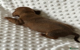Miniature Dachshund dogs for sale: Champion  lines brindle / dapple mini daschund  - Image 6