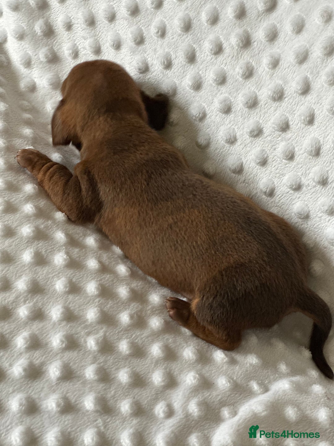 Miniature Dachshund dogs for sale: Champion  lines brindle / dapple mini daschund  - Image 6