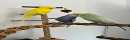 Budgerigars birds for sale: 4 budgies for sale. in Birmingham - Advert 4