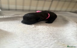 Cockapoo dogs for sale: Female f1b cockapoo puppies - Image 10