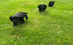 Cocker Spaniel dogs for sale: Cocker Spaniel Puppies - Image 5