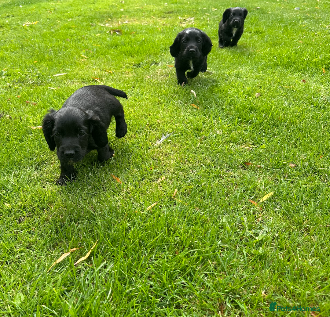 Cocker Spaniel dogs for sale: Cocker Spaniel Puppies - Image 5