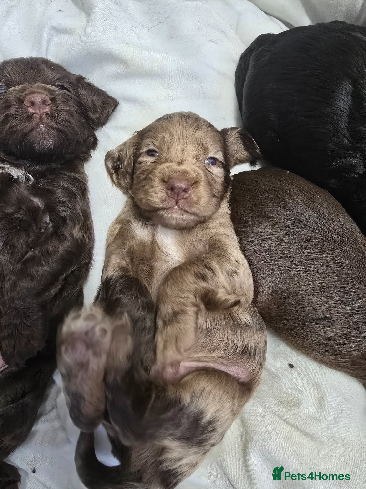 Cockapoo dogs Cockapoo  - Advert 17