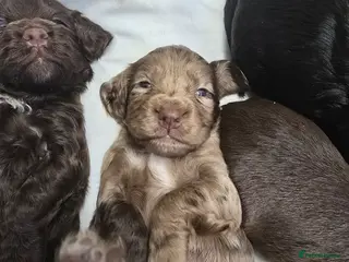 Cockapoo dogs Cockapoo - Advert 17