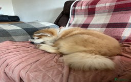 Akita dogs for sale: Japanese Akita Inu 4months old, purebred  - Image 7