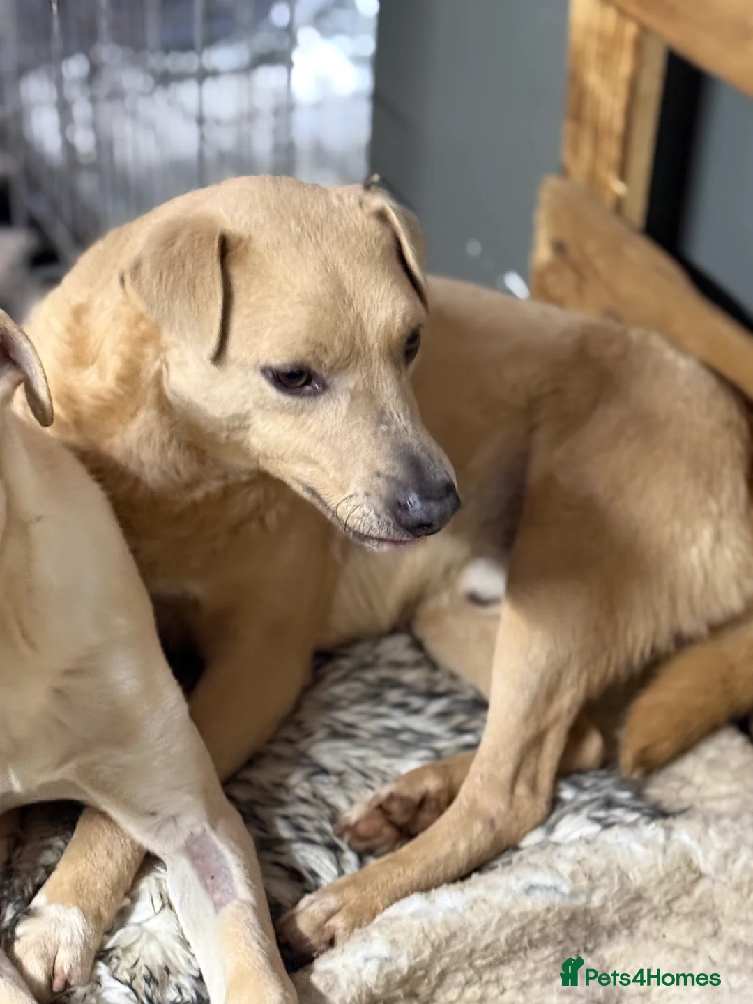 Mixed Breed dogs for adoption: Sweet Locky Looking for LOVE - Advert 12