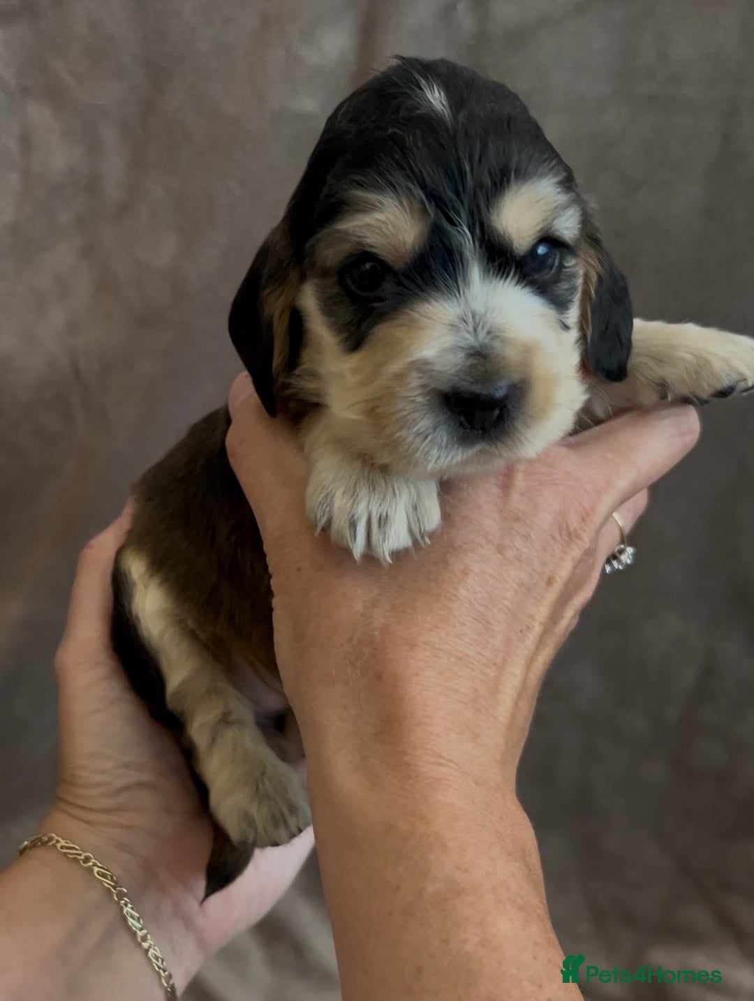 Cocker Spaniel dogs for sale: Tri coloured, strong, Cocker Spaniel Puppies  - Image 7