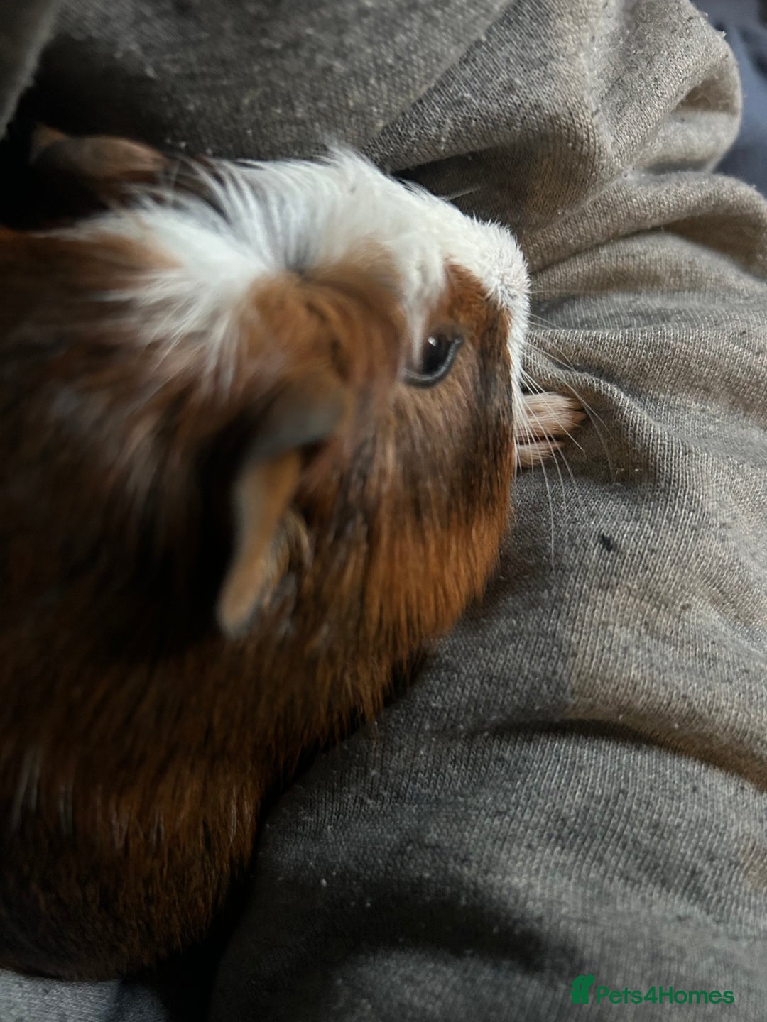 Guinea Pig rodents for sale: Beautiful Baby Guinea Pigs. - Advert 16