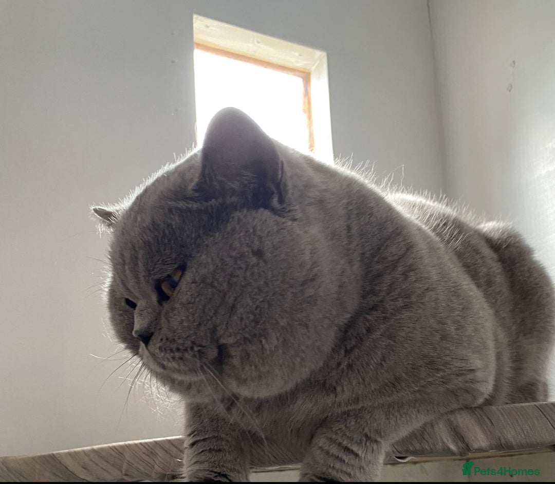 British Shorthair cats for stud: 💙 Top quality studs Derby blue cinnamon fawn 💙 in Derby - Advert 5