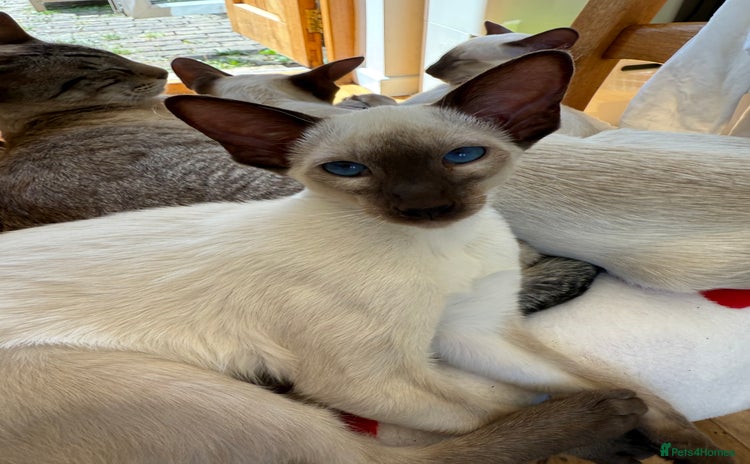 Siamese cats - Advert 1