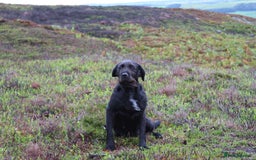 Mixed Breed dogs for sale: German wirehaired pointer x German wirehaired/Lab - Image 27