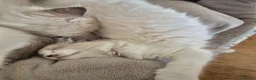Ragdoll cats for sale: Ragdoll kittens GCCF regsitered - Advert 3