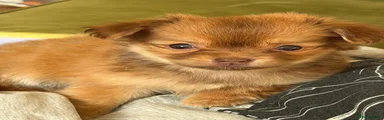 Squeak