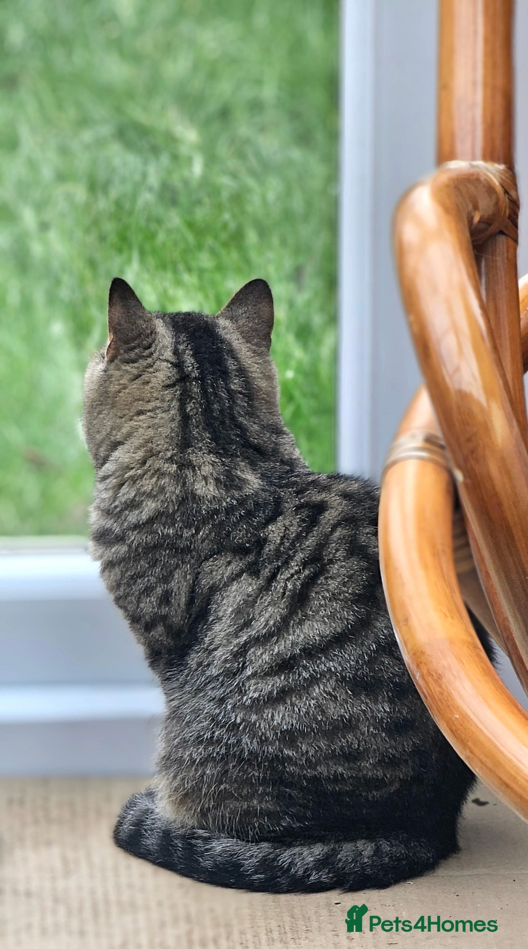 British Shorthair cats for sale: Beautiful Pure British Shorthair Golden Tabby Cat - Advert 5