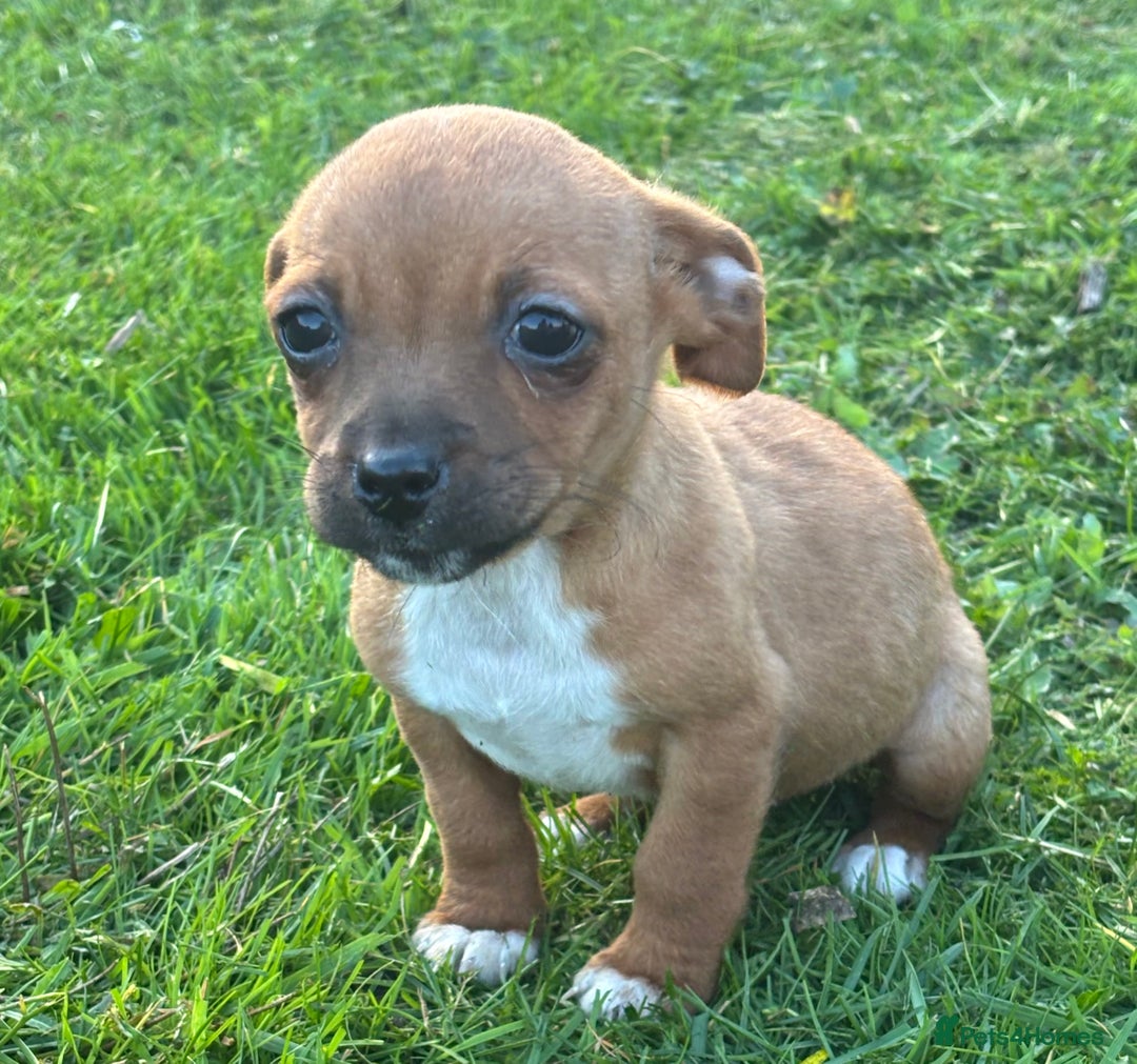 Jack Russell dogs for sale: Miniature Jack Russell’s  - Image 4