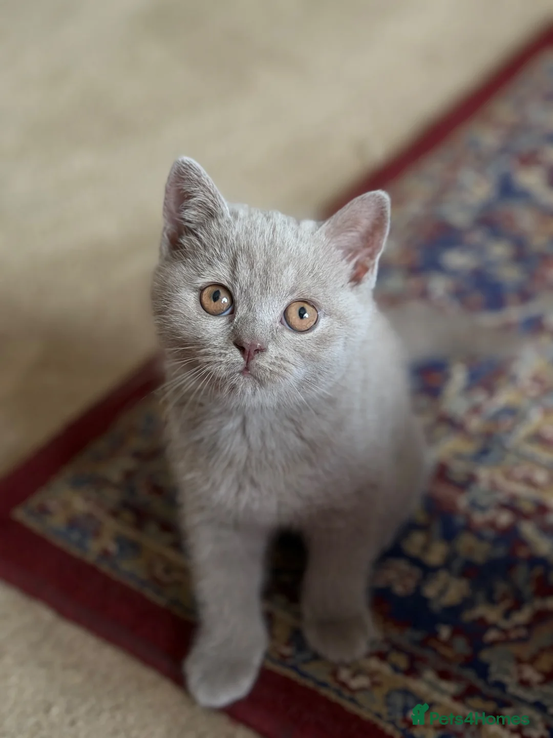 British Shorthair cats for sale: GCCF British shorthair kittens!Ready to collect! - Advert 28