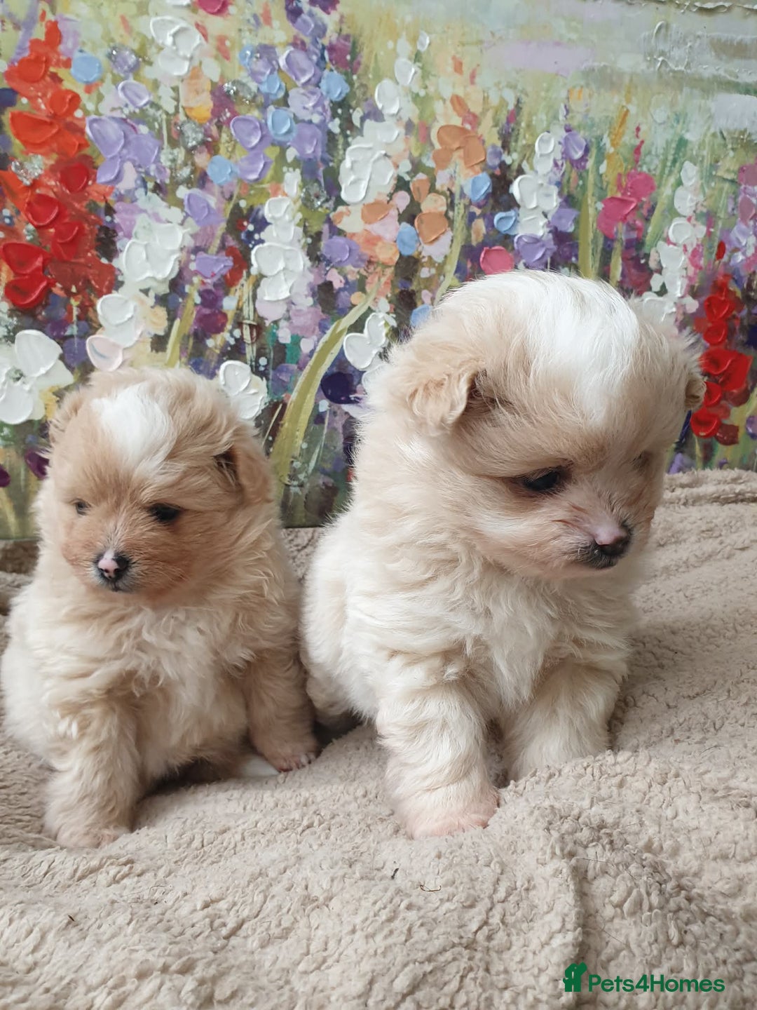 Pomapoo dogs for sale: Pomapoo - Advert 2