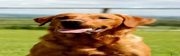 Labrador Retriever dogs for stud: Fully Health Tested Red Fox Lab Stud - Advert 3