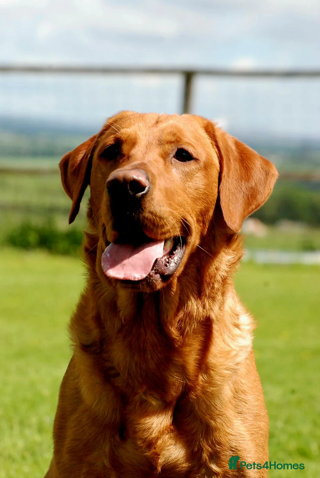 Labrador Retriever dogs for stud: Fully Health Tested Red Fox Lab Stud - Advert 2