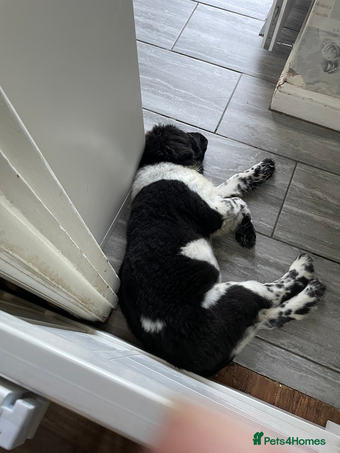 Newfoundland dogs for stud: KC REGISTERED NEWFOUNDLAND STUD HEALTH TESTED  in Basildon - Advert 28