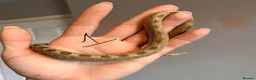 Snake reptiles for sale: Snakes for sale - hognose, milksnake, bullsnake - Advert 3