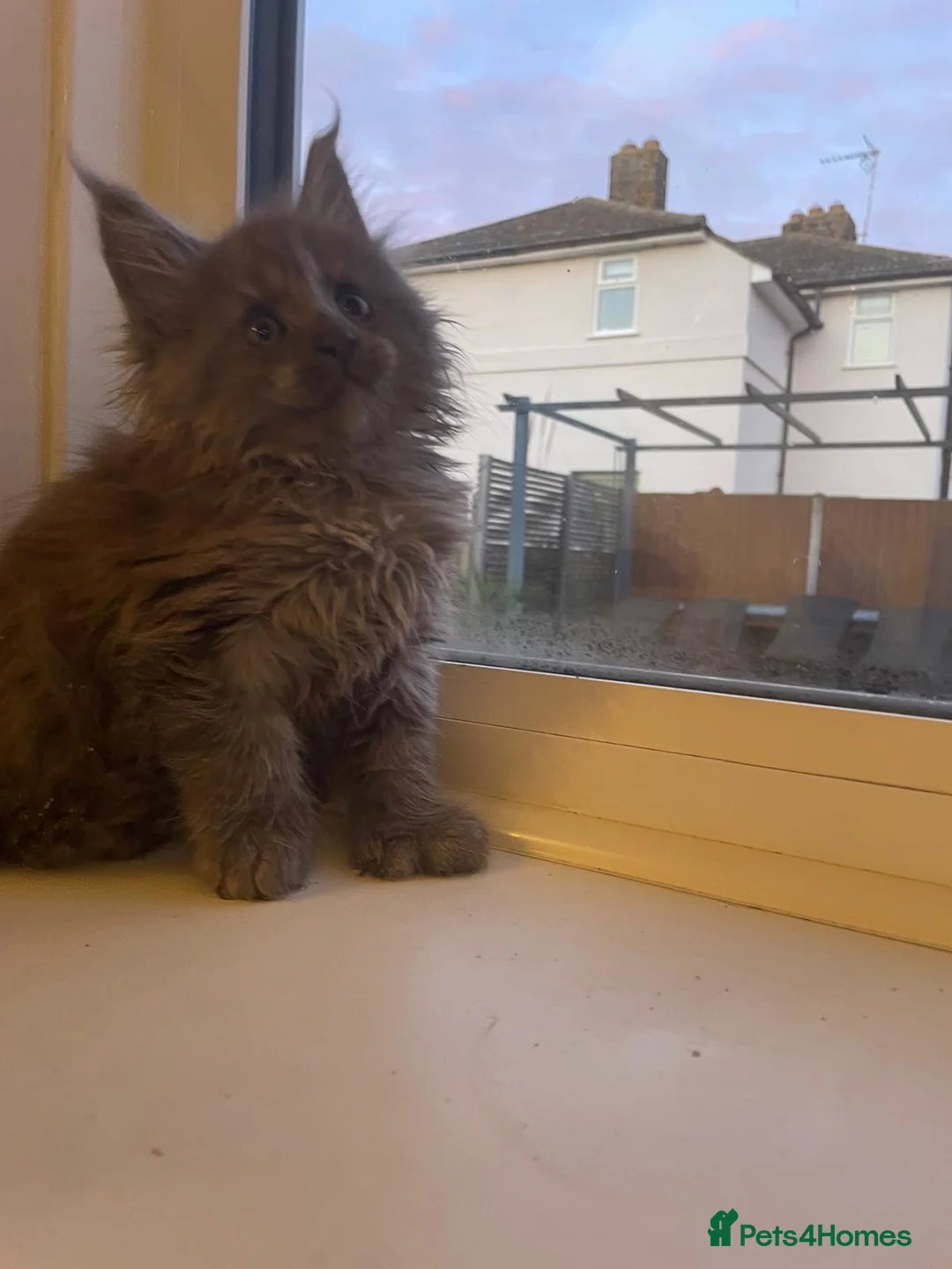 Maine Coon cats for sale: Maine Coon polydactyl (left one girls) - Advert 29