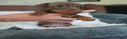Dachshund dogs for sale: 🐶🐶 Beautiful Minature Dachshund Babies ! 🐶🐶 - Advert 11