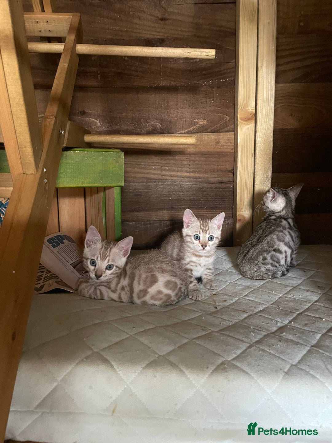 Bengal cats for sale: 3 Pure Bengals left  - Image 5