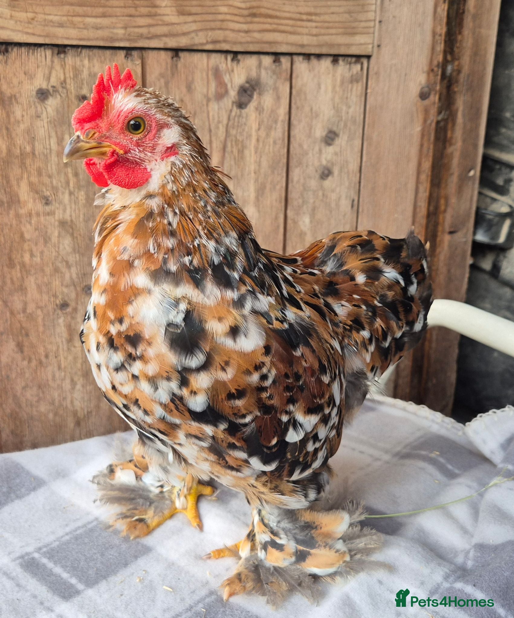 Chickens poultry Pekin bantam cockerils  - Advert 8
