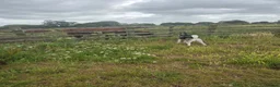 Siberian Husky dogs for sale: Siberian husky for sale  in Exeter - Advert 5