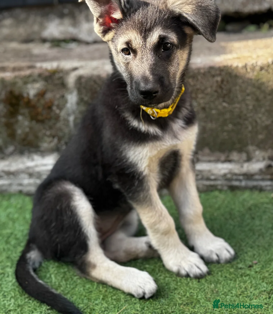 Mixed Breed dogs for sale: German shepherd x White Swiss shepherd  in Tonypandy - Advert 5