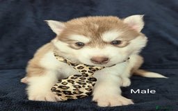 Siberian Husky dogs for sale: Beautiful pure Siberian Husky( last white male) - Image 13